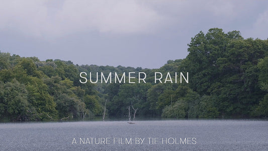 Summer Rain