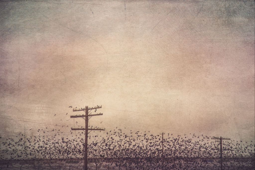 Winter Birds