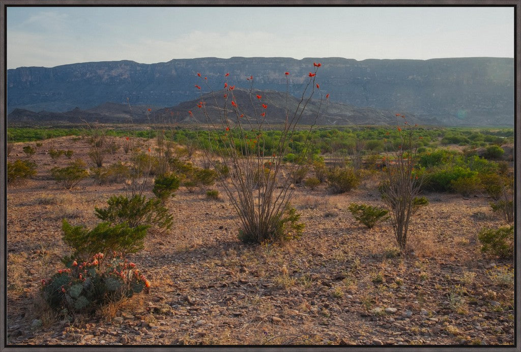Ocotillo in Mountainscape