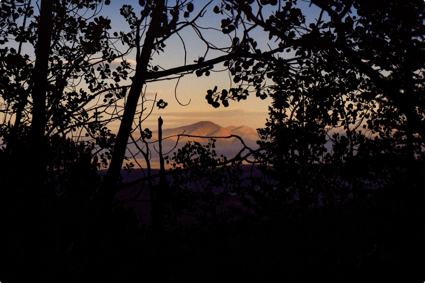 Afternoon Golden Light