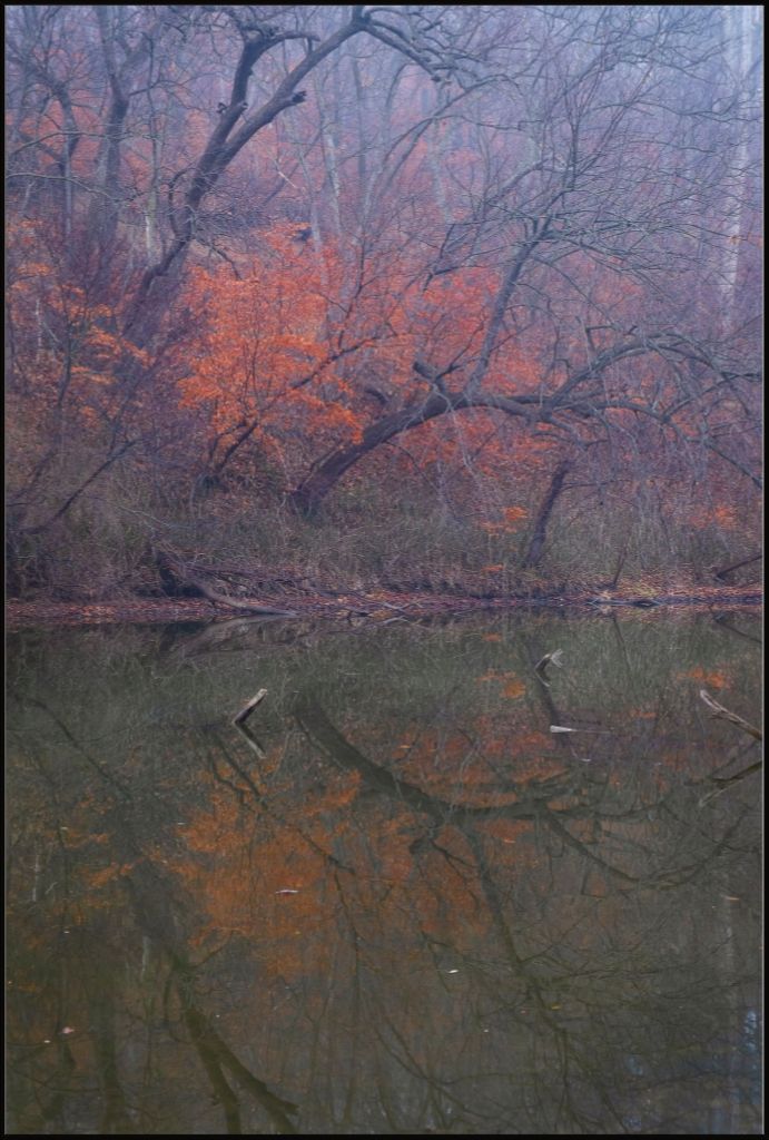 Winter Woodland and Lake Reflections