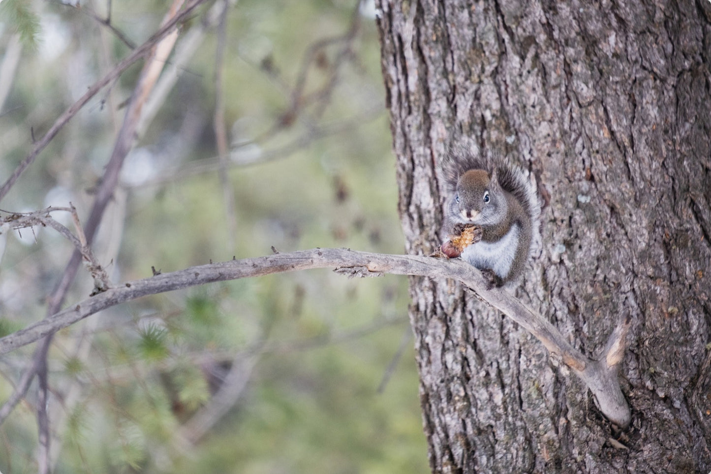 Squirrel & Pine Cone I