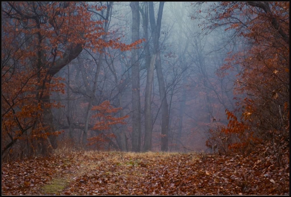 Foggy Winter Forest Path