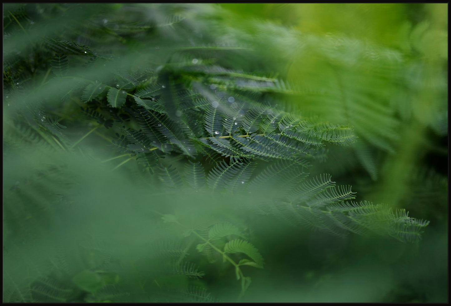Dew Drops on Persian Silk Tree