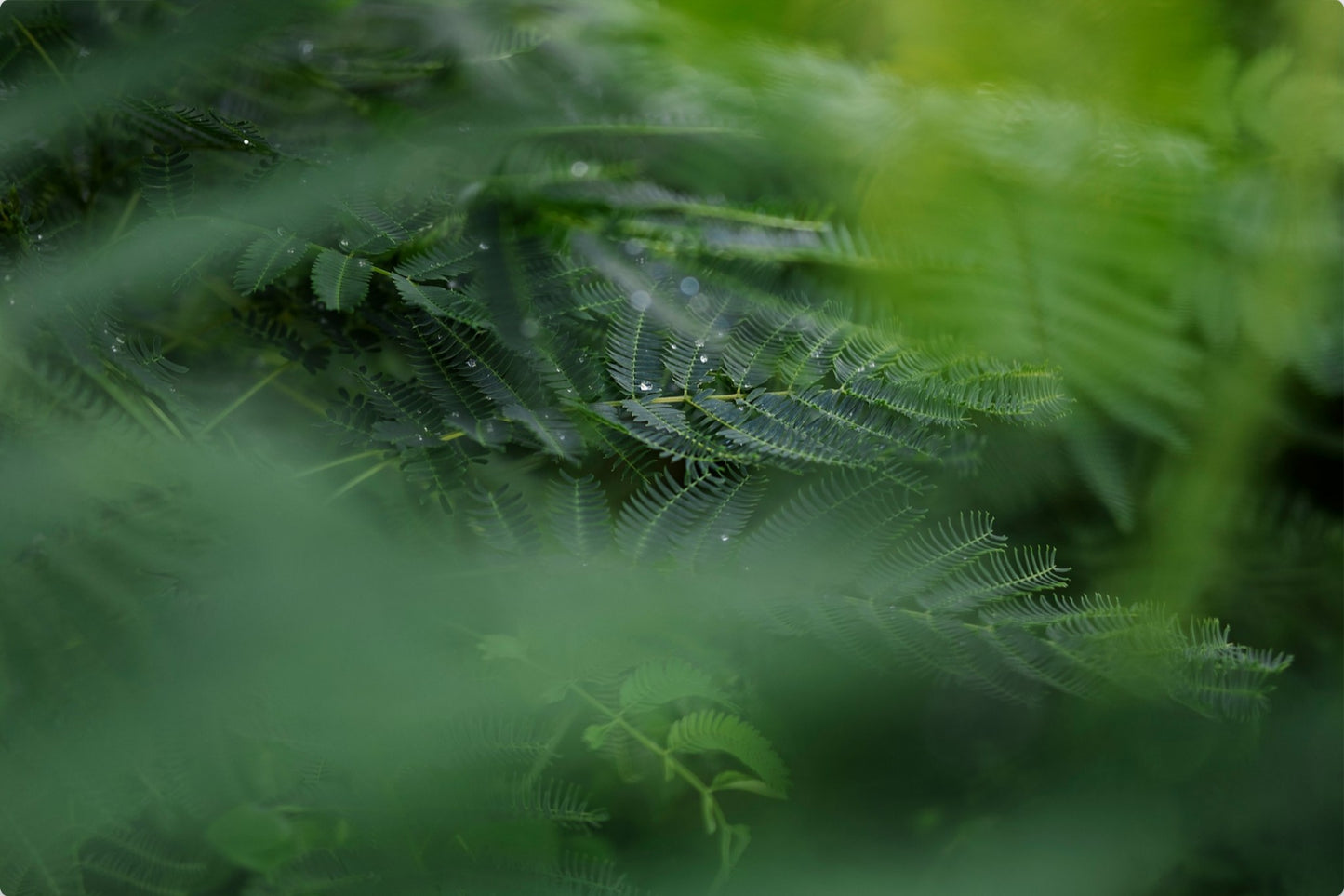 Dew Drops on Persian Silk Tree
