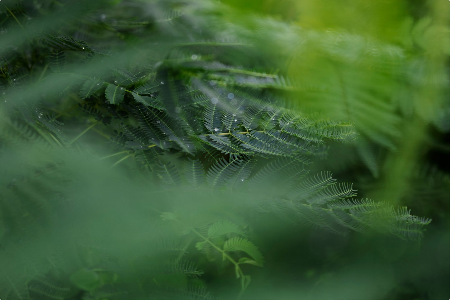 Dew Drops on Persian Silk Tree