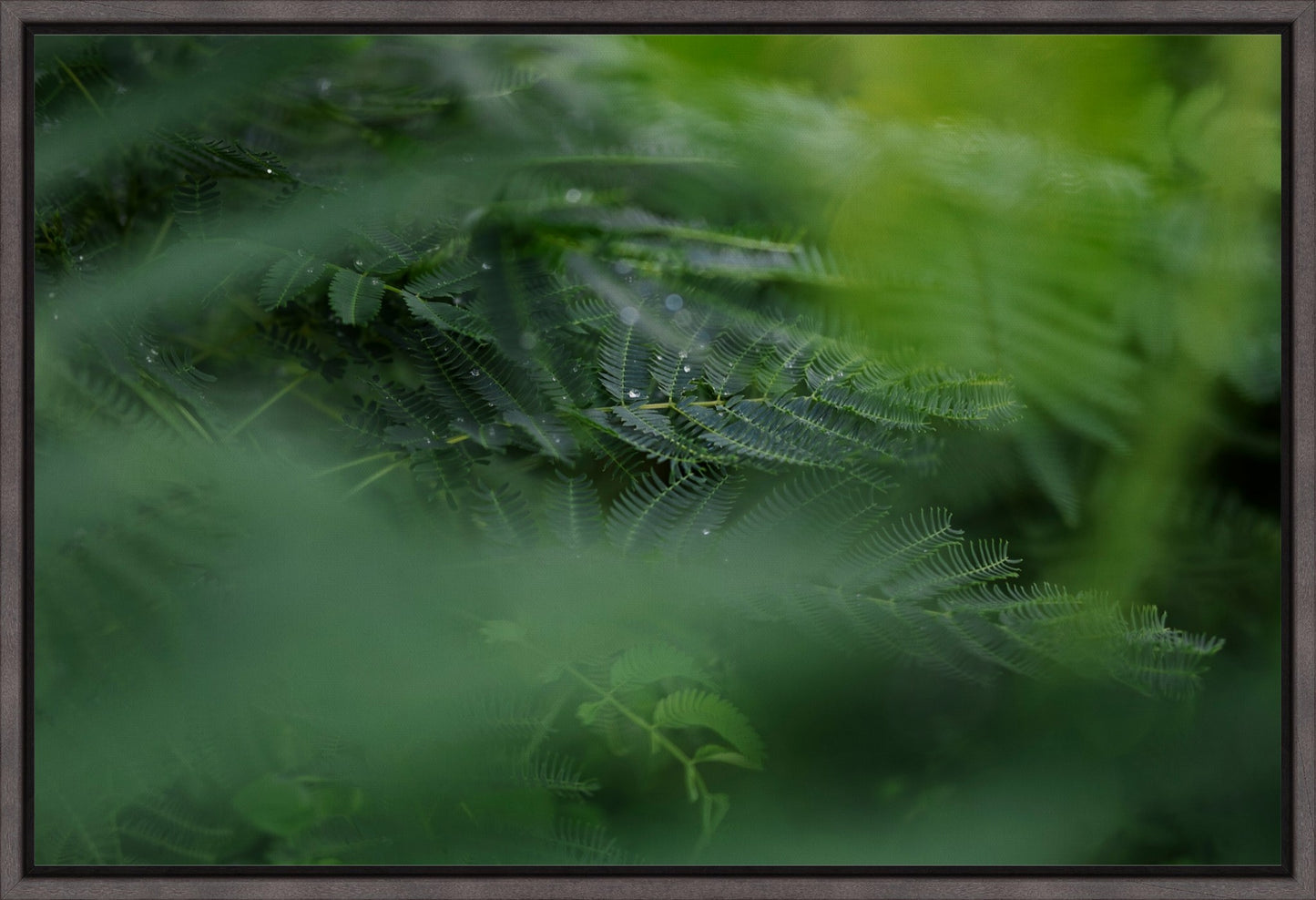 Dew Drops on Persian Silk Tree