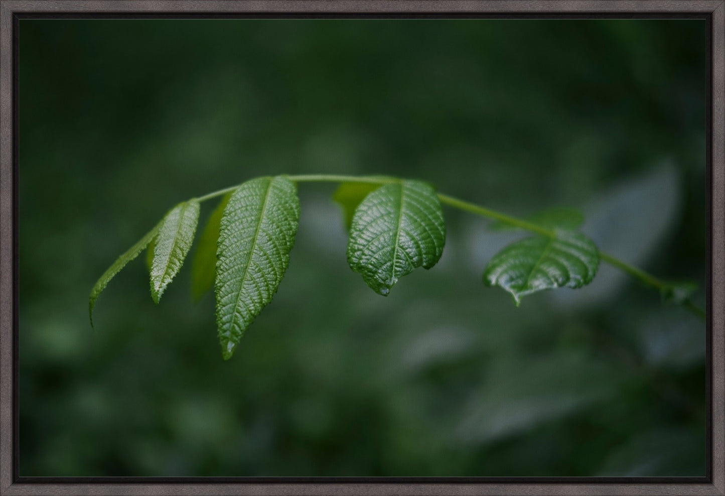 Eastern Black Walnut Sapling