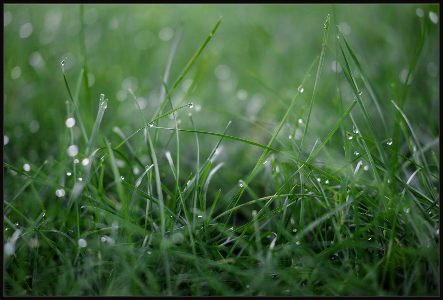 Dew Drops on Grass I