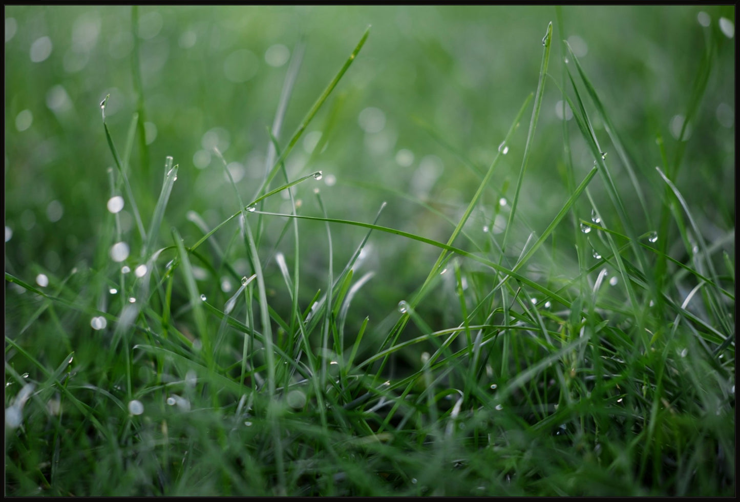 Dew Drops on Grass I