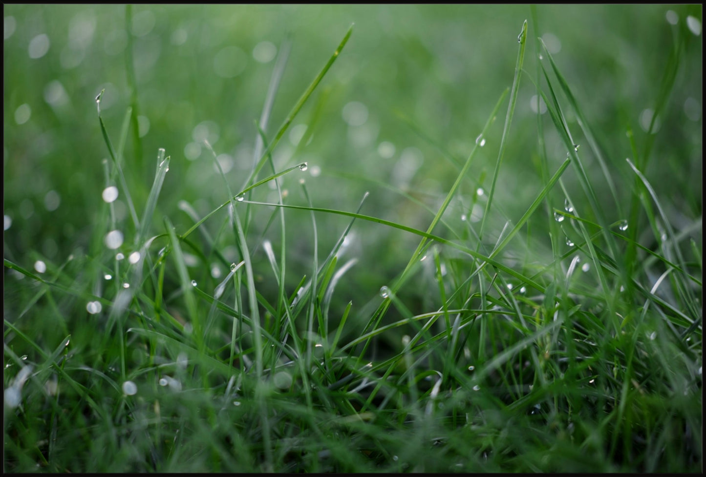 Dew Drops on Grass I