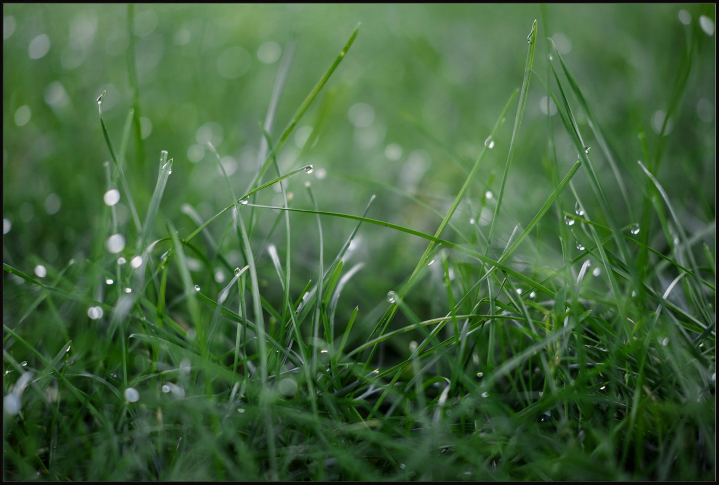 Dew Drops on Grass I