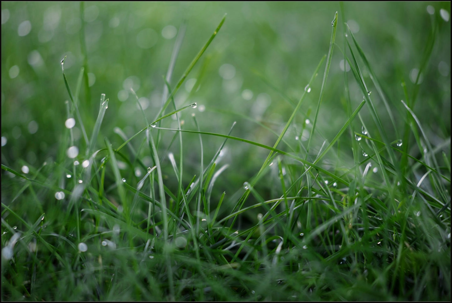 Dew Drops on Grass I