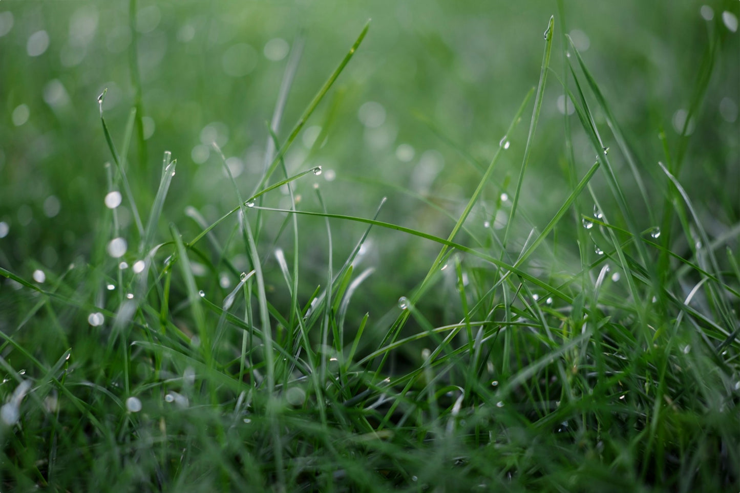 Dew Drops on Grass I