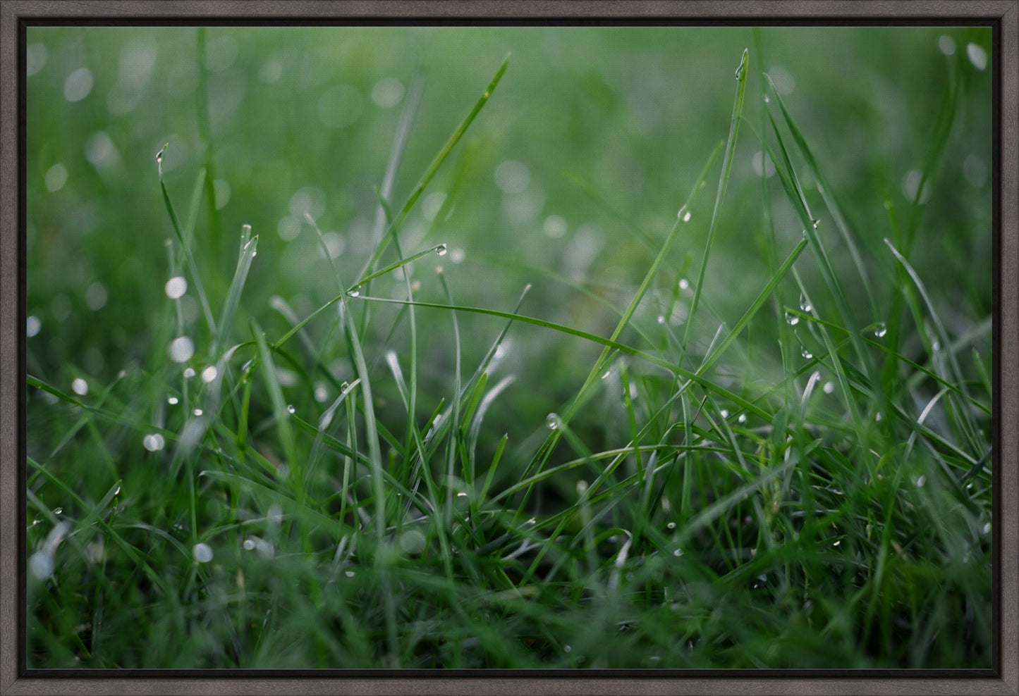 Dew Drops on Grass I