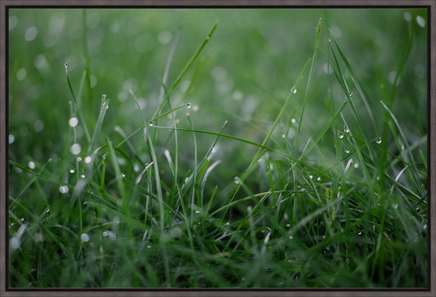 Dew Drops on Grass I