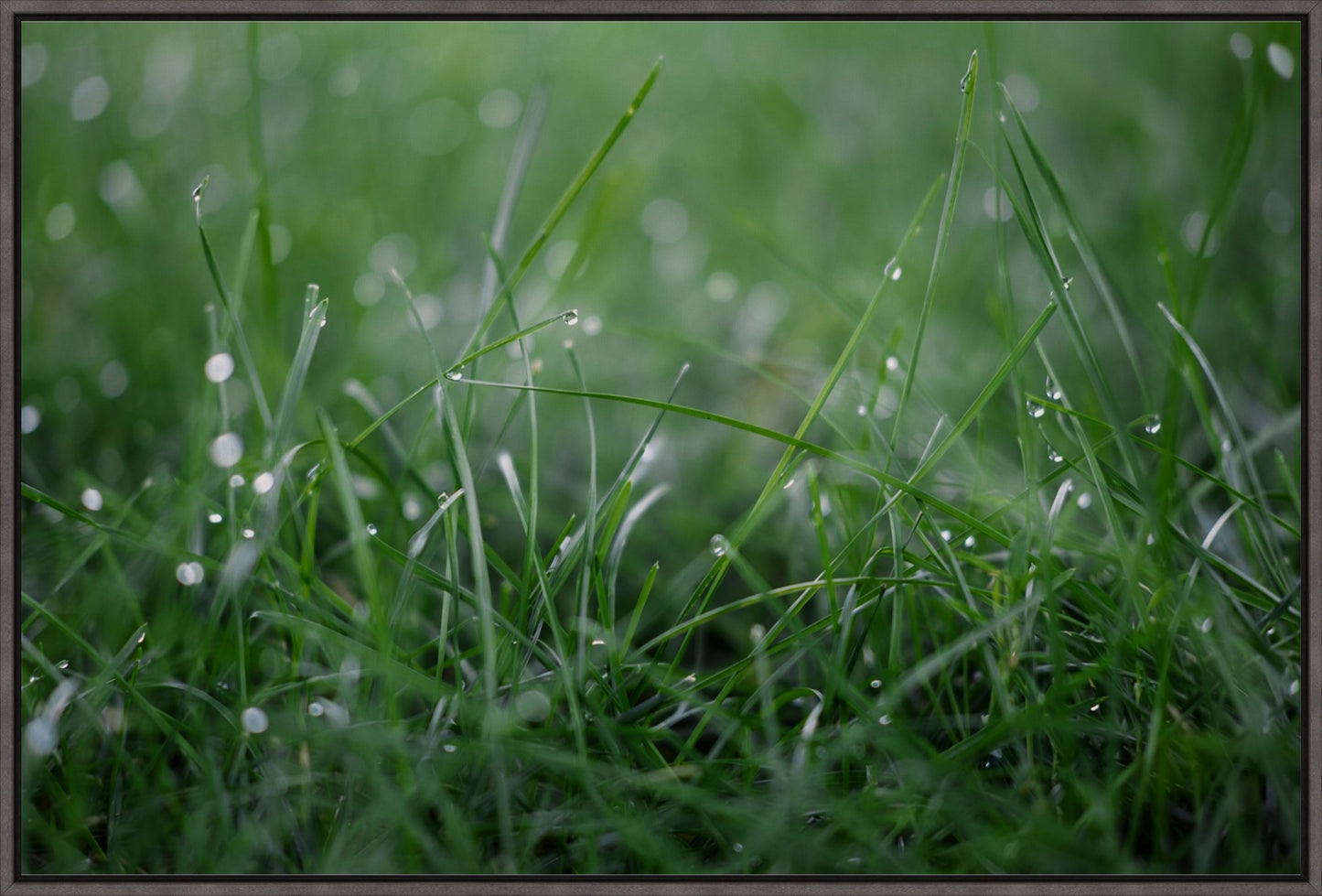 Dew Drops on Grass I