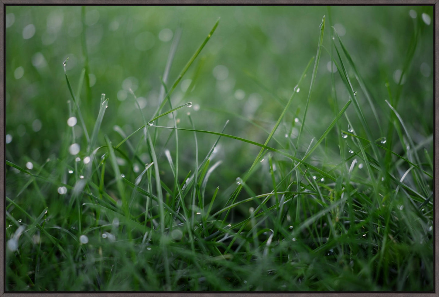 Dew Drops on Grass I