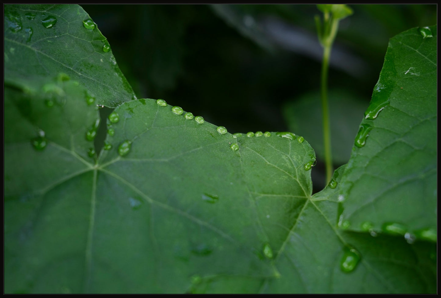 Lush Summer