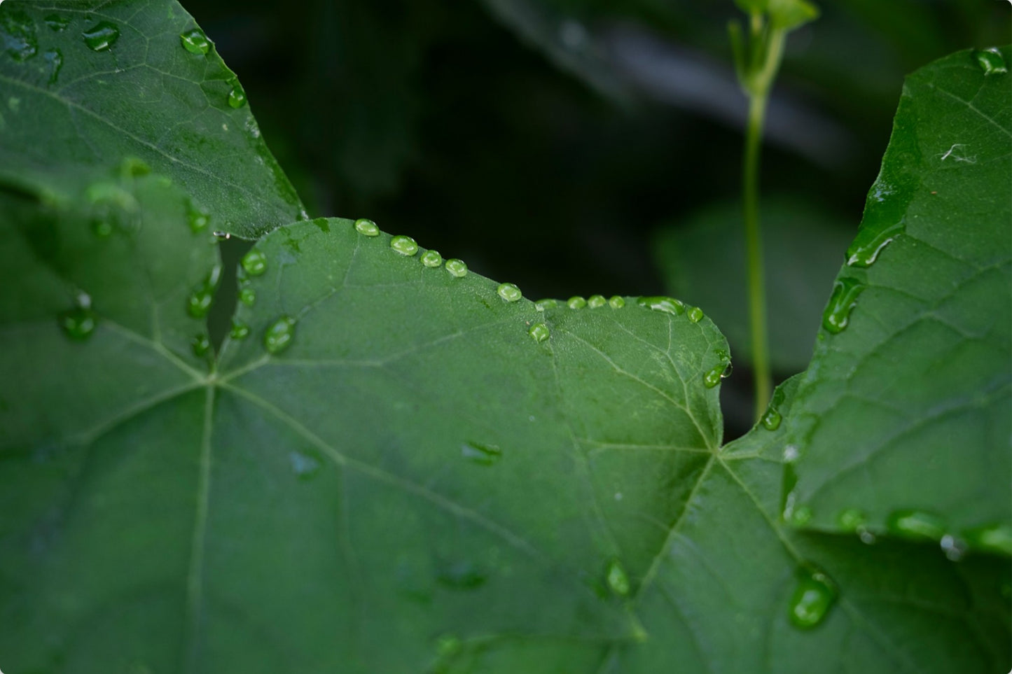 Lush Summer