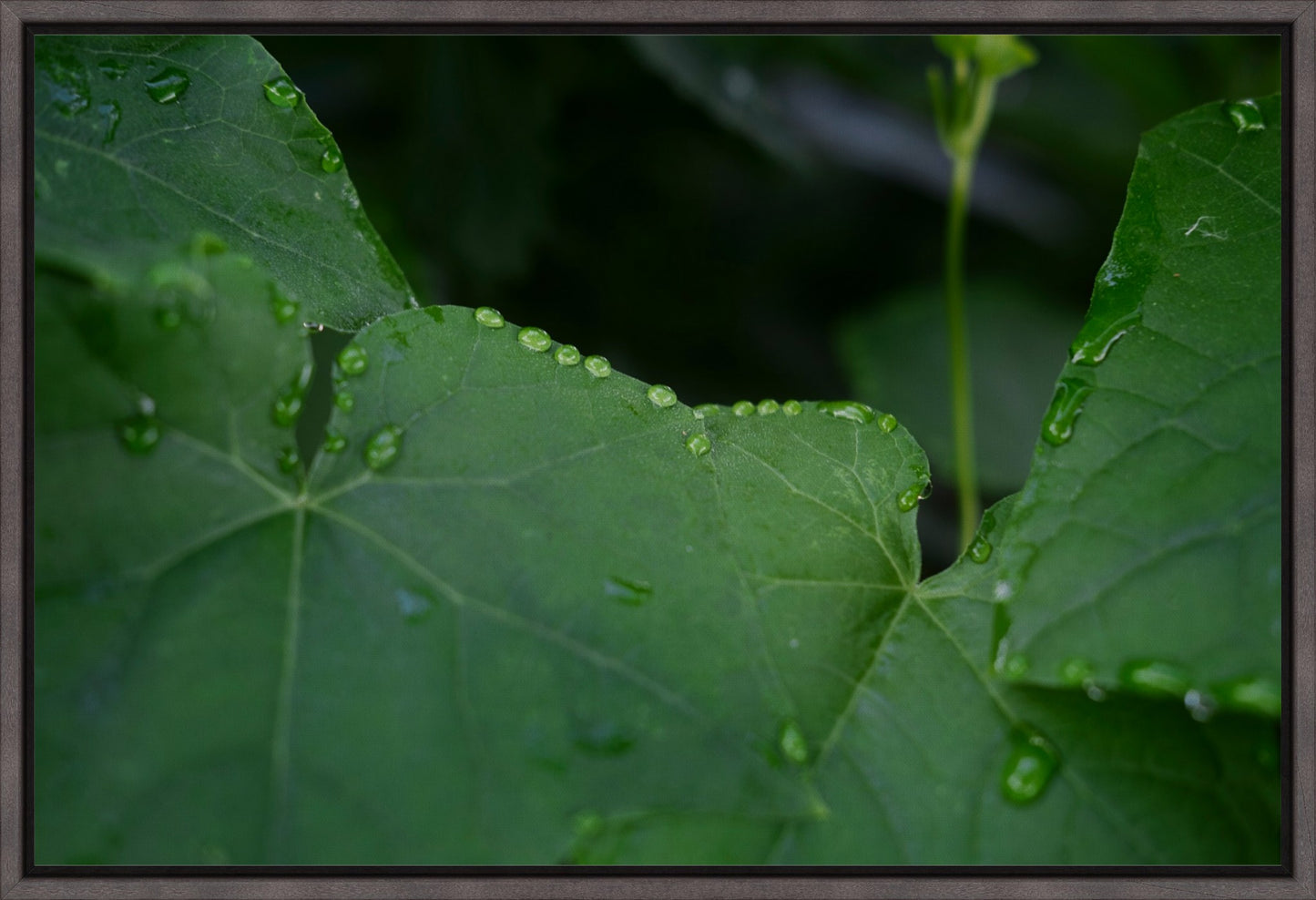 Lush Summer