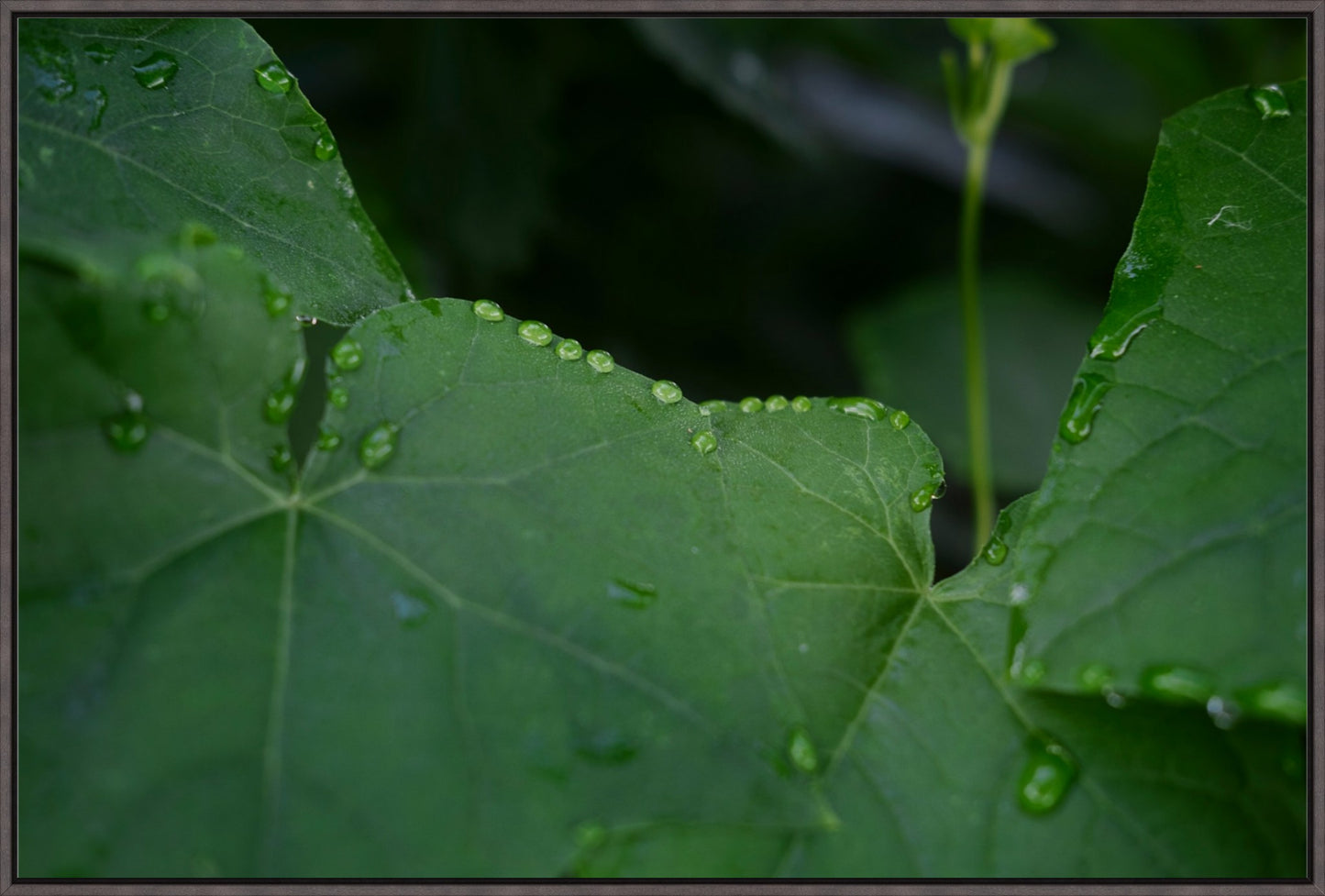 Lush Summer