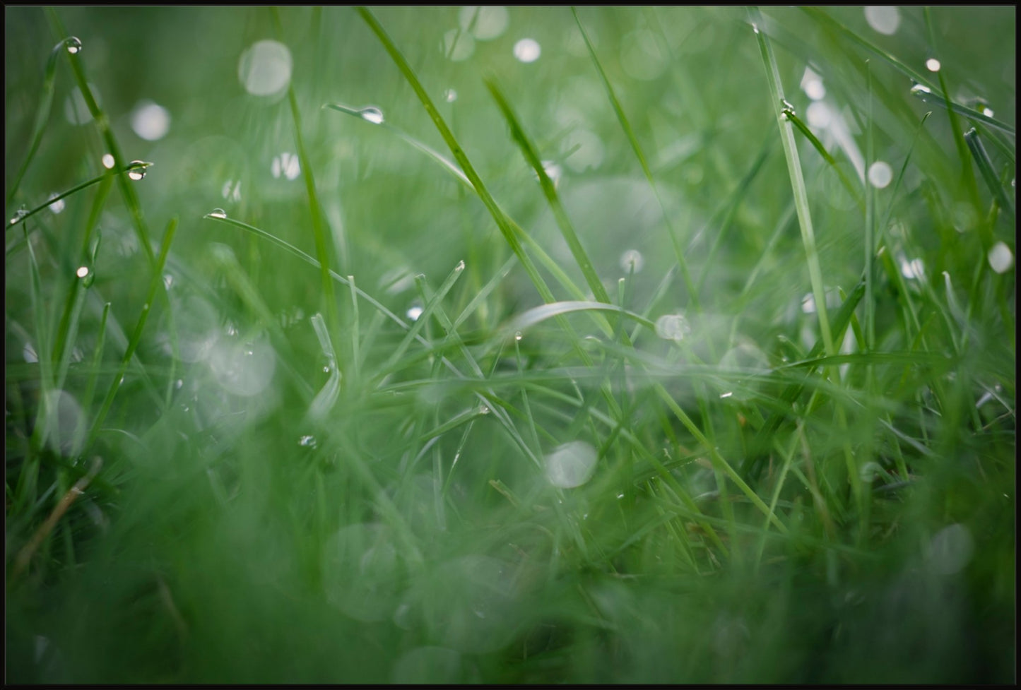 Dew Drops on Grass II