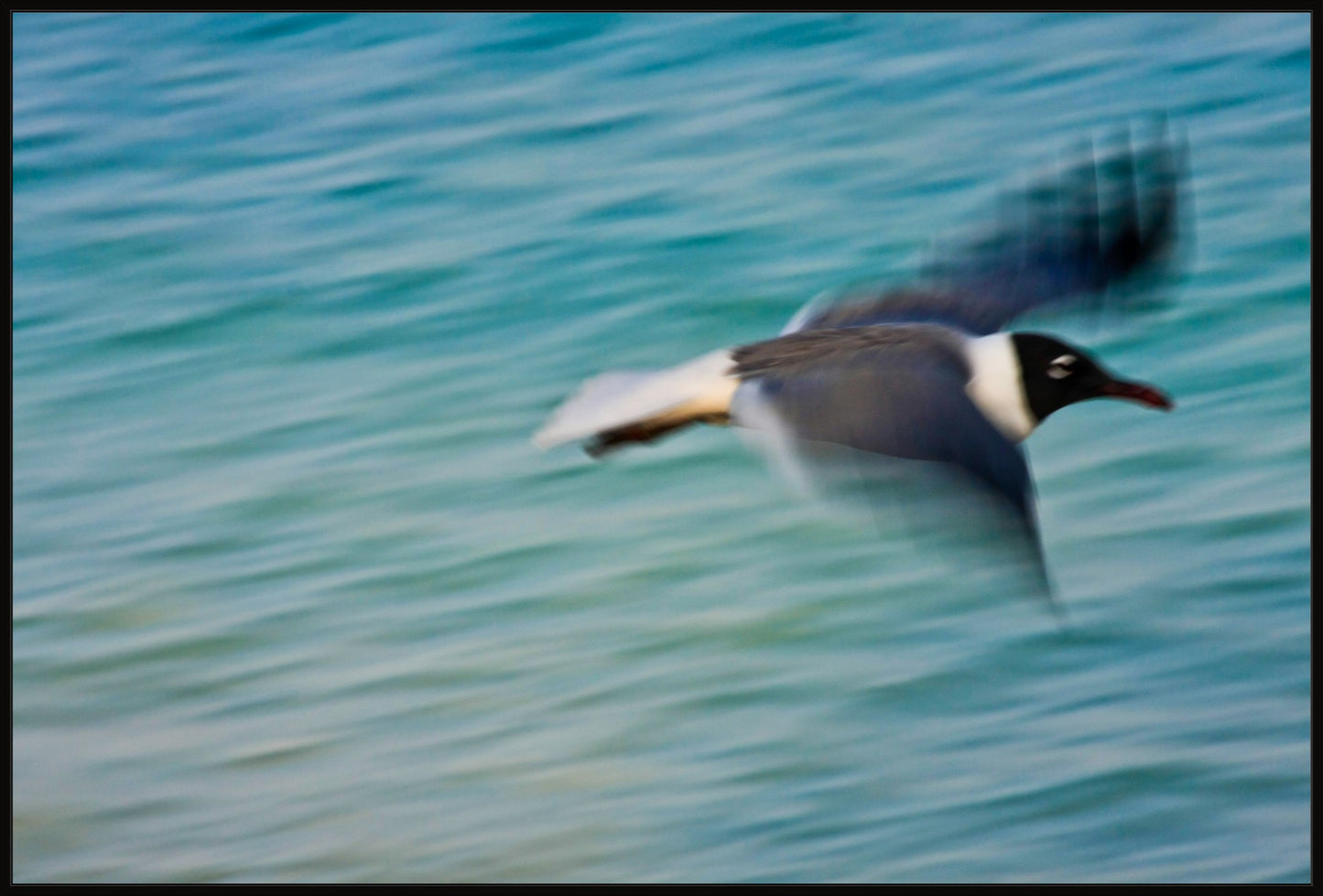 Grand Bahama Gull No. 2