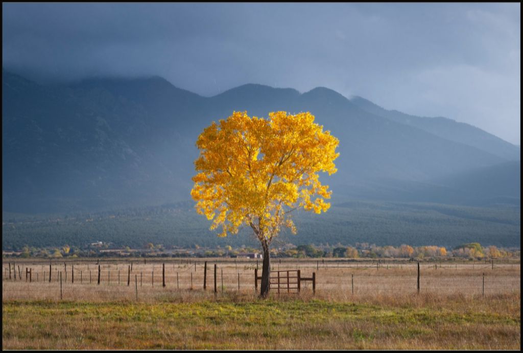Solitary Cottonwood I