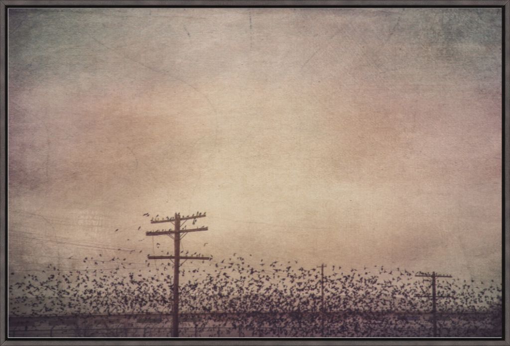 Winter Birds