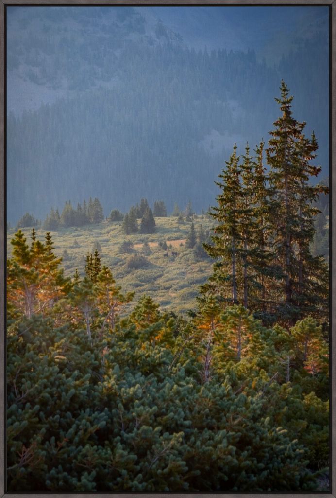 Moose Sunrise Vertical