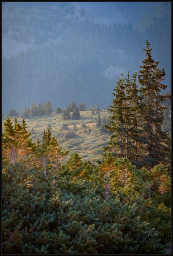 Moose Sunrise Vertical