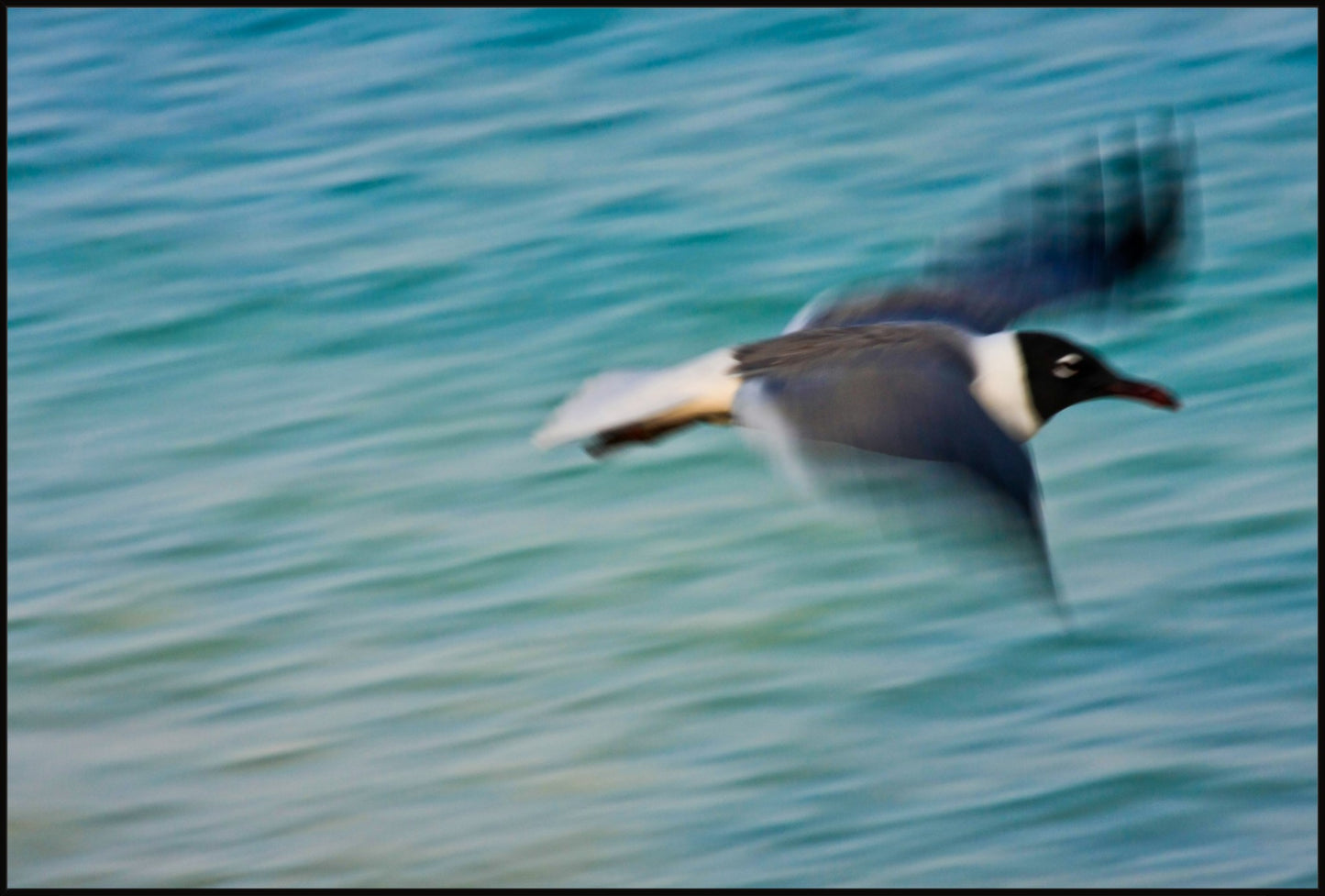 Grand Bahama Gull No. 2