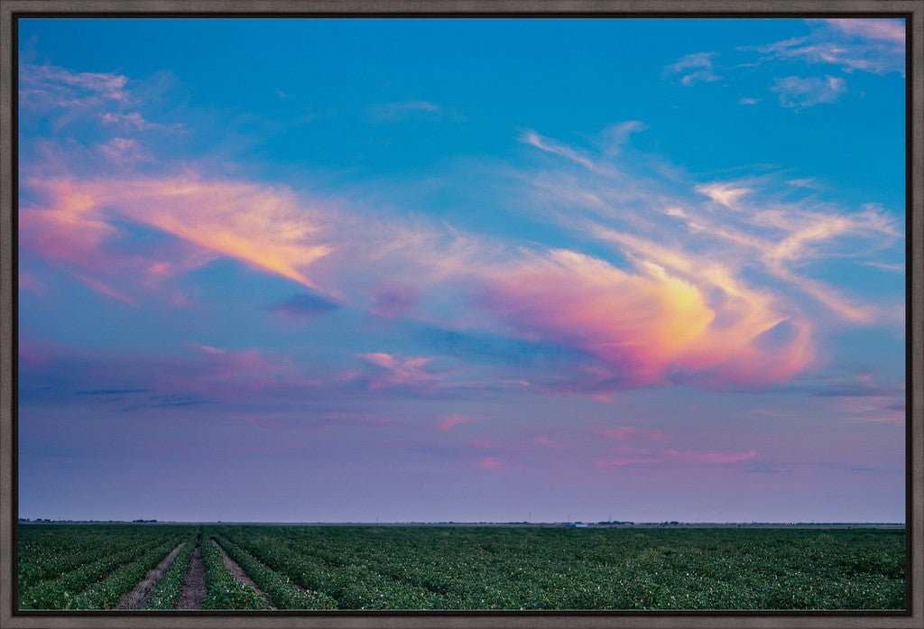Cotton Field at Sunset