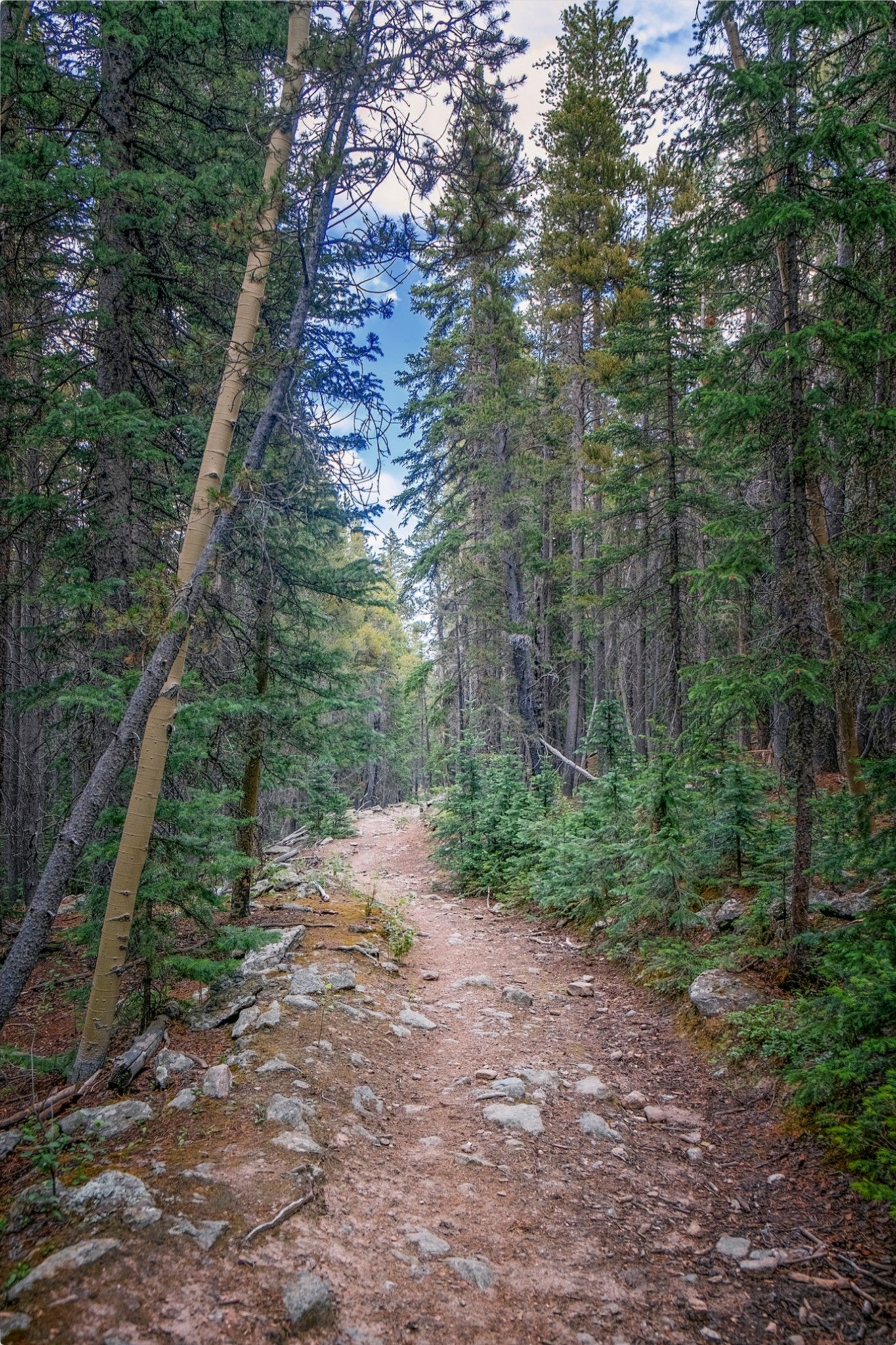 Forest Path
