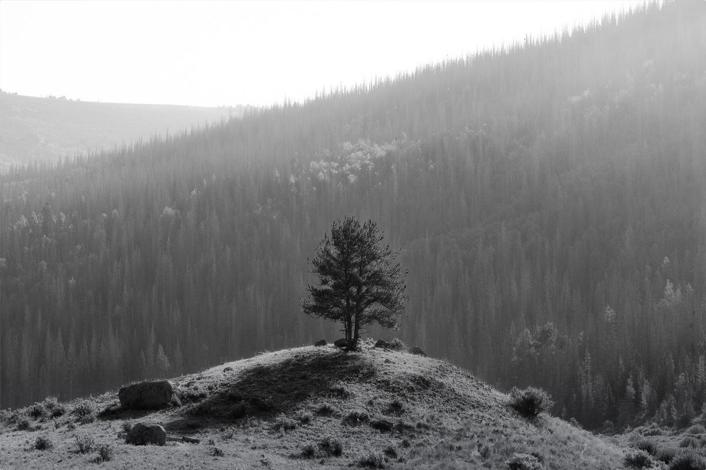 Tree on a Hill