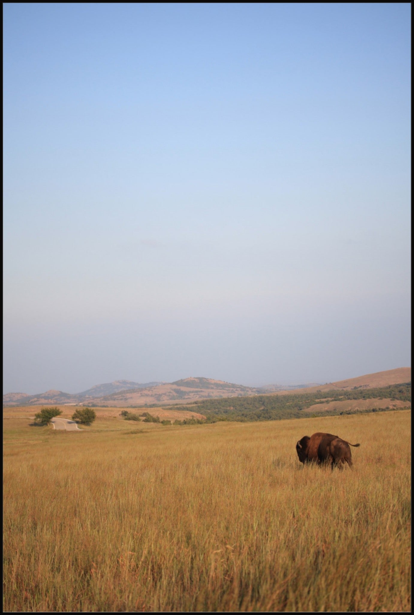 Kansas Bison