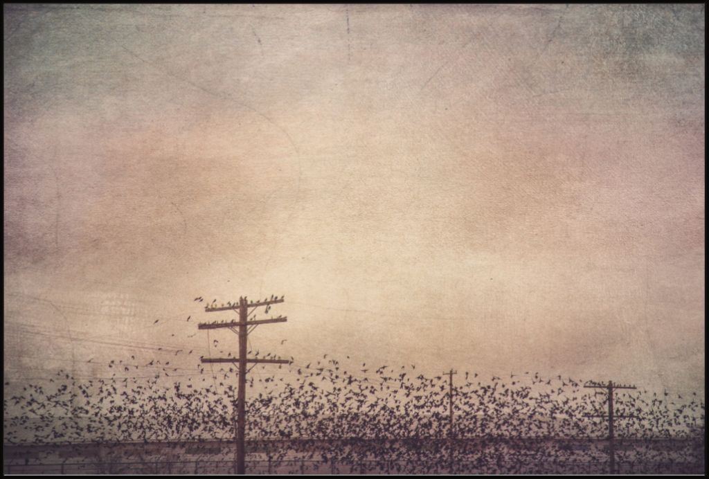 Winter Birds