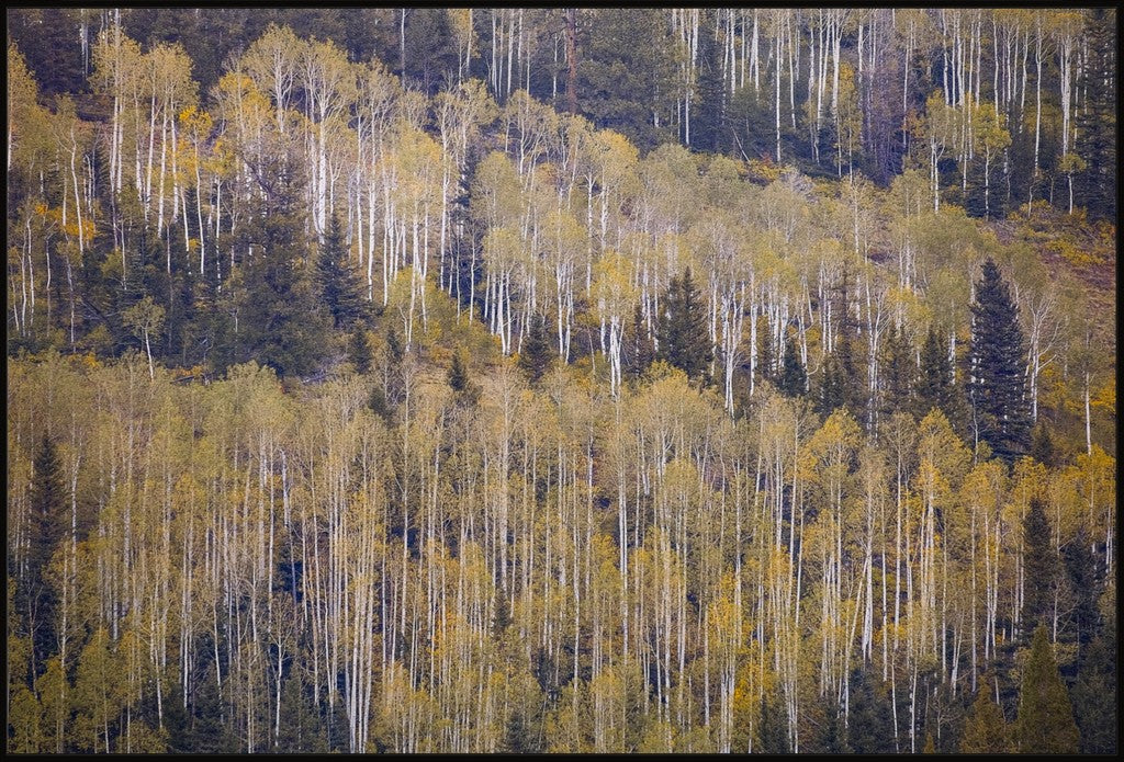 Fall Mountainside