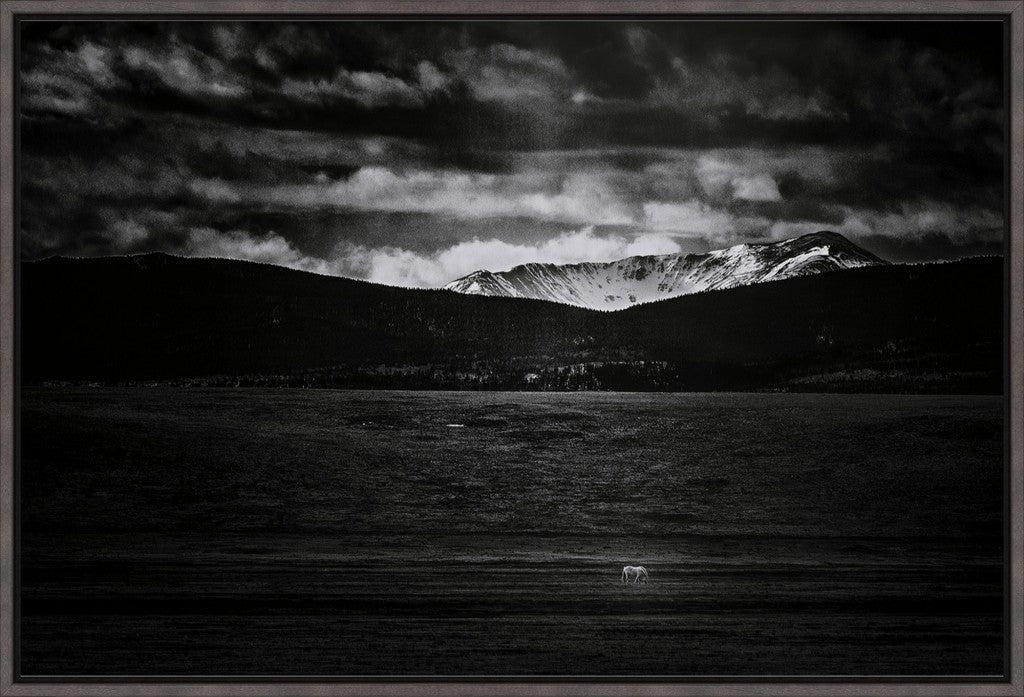 Wild Horse in BW
