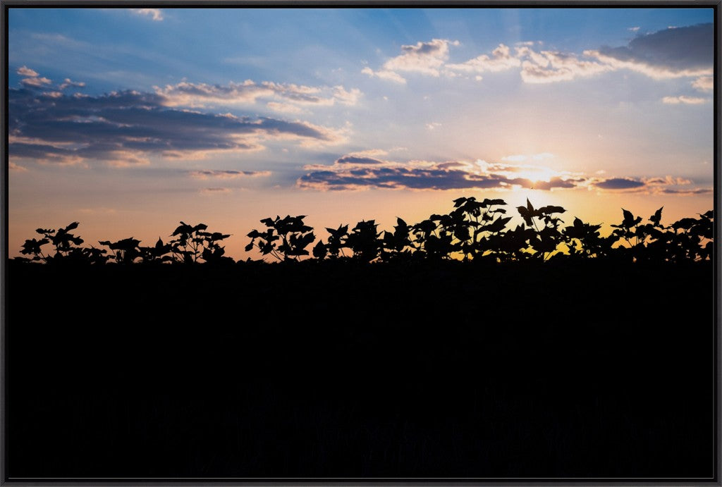 Sunset Cotton Silhuette II