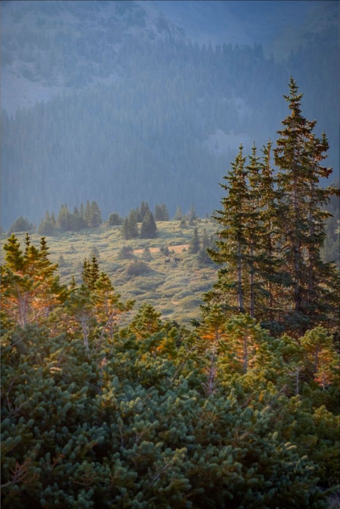 Moose Sunrise Vertical