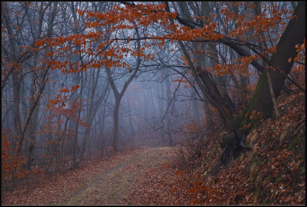 Charity Lake Path in Fog