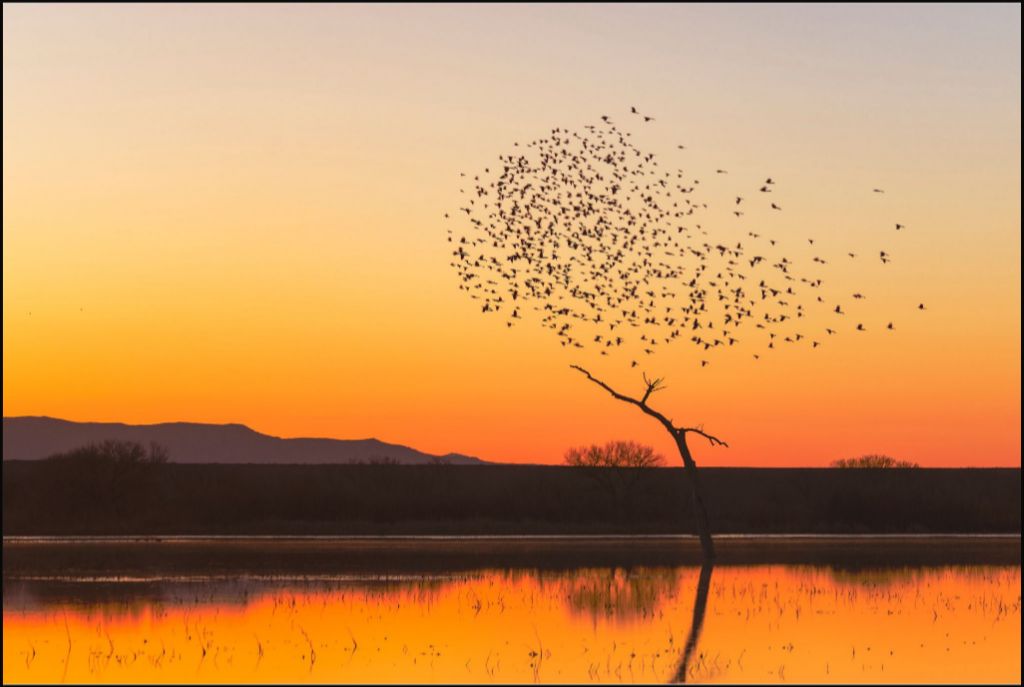 Bosque Morning Glow with Birds