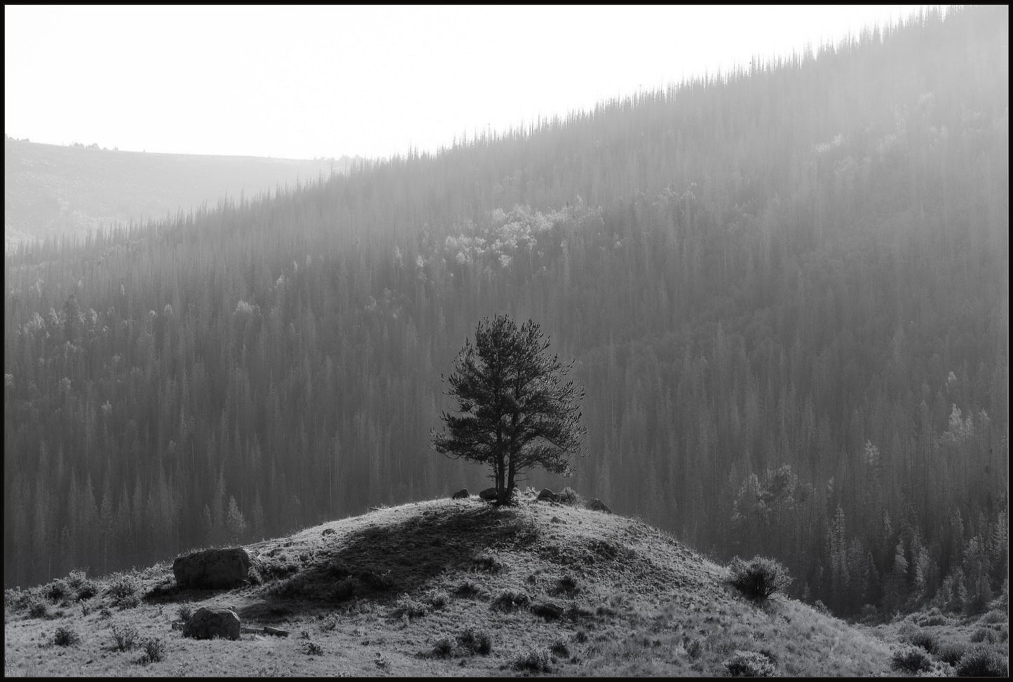 Tree on a Hill