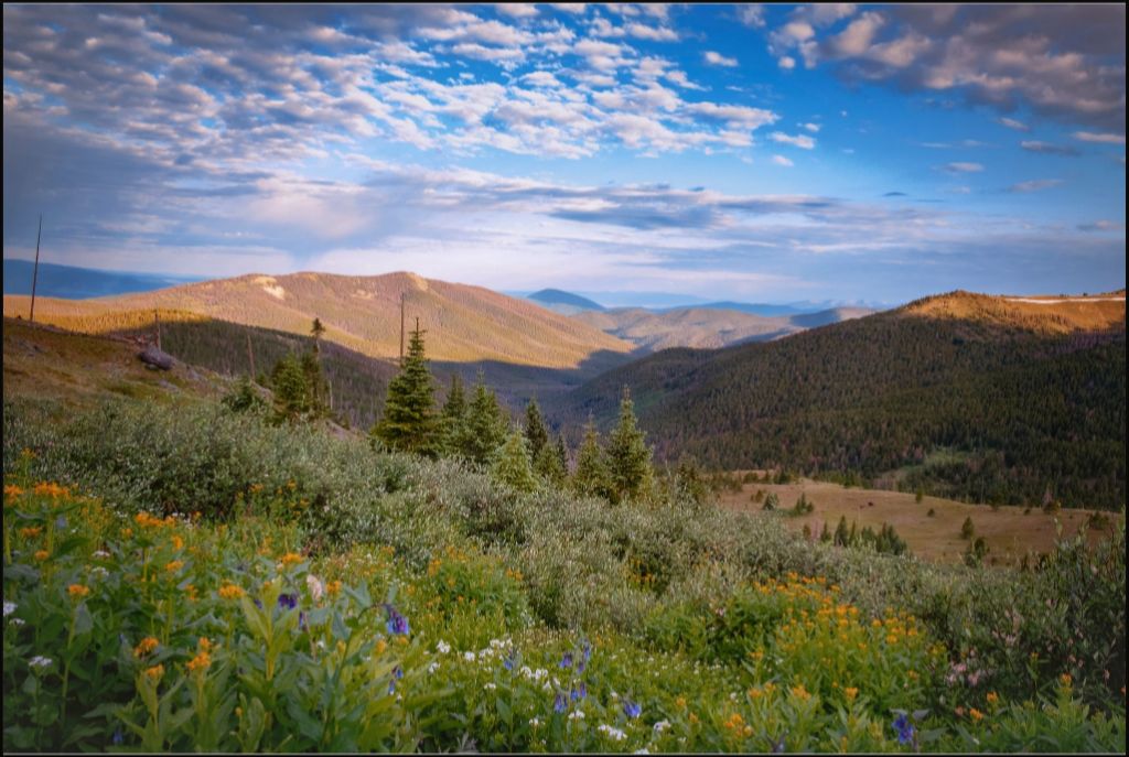 Wildflowers and Distant Valley