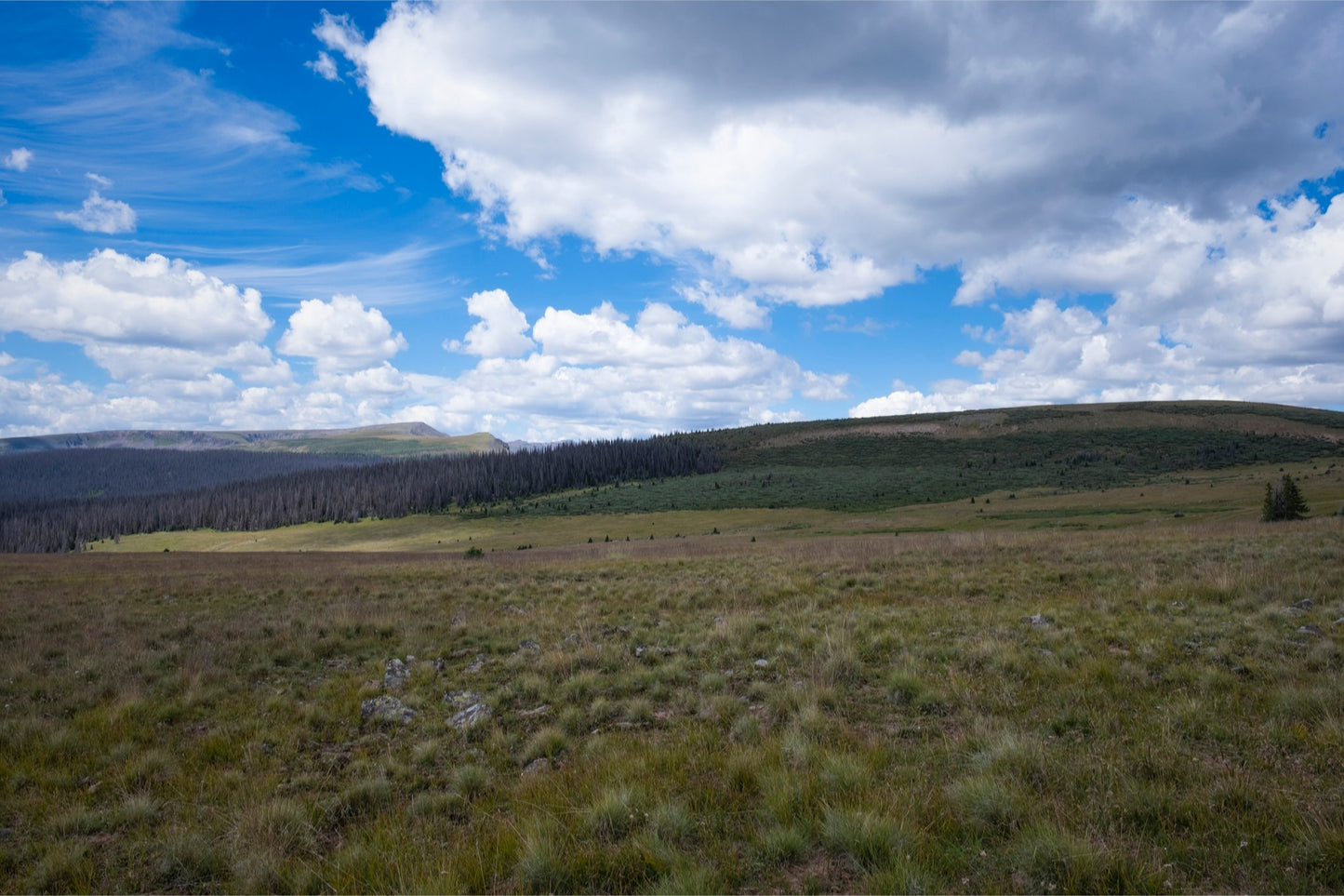 Soft Green Meadow