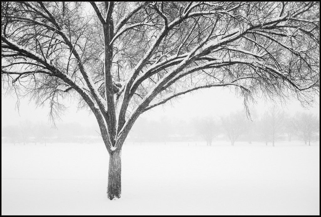 Monochrome Tree in Snow II