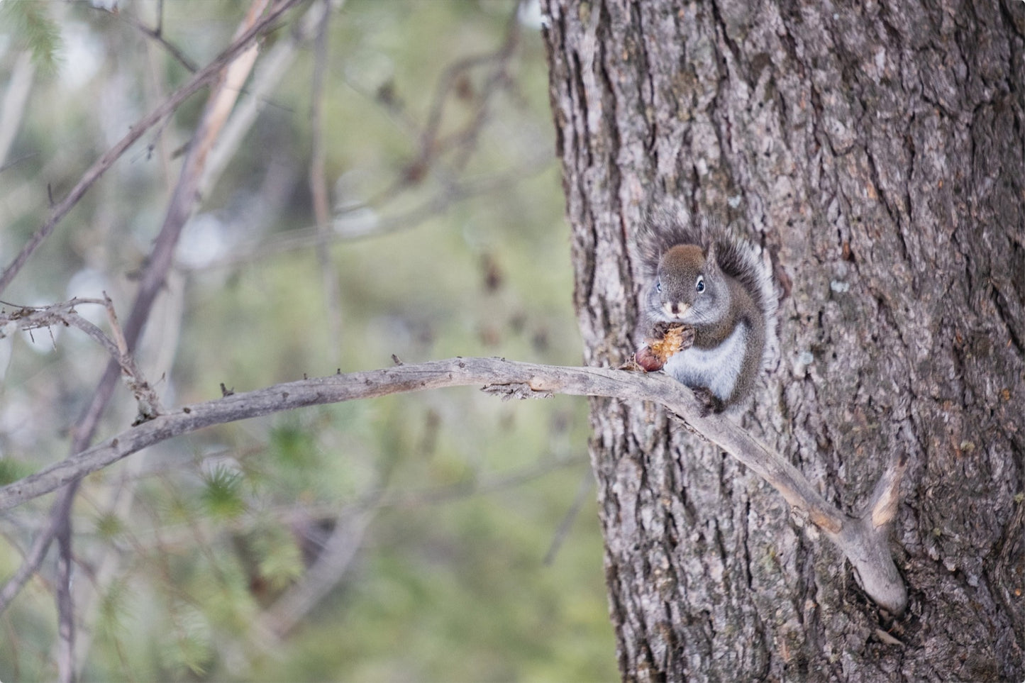 Squirrel & Pine Cone I