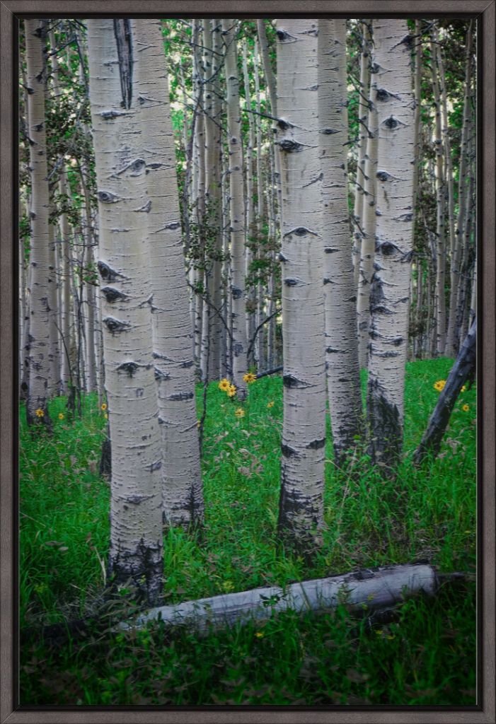 Wild Sunflowers and Trembling Aspens